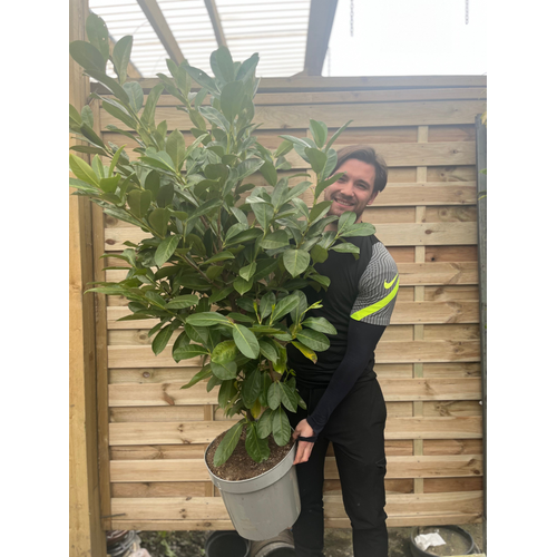 6ft Established Bushy Potted Cherry Laurel Hedge Plants 150-180cm.