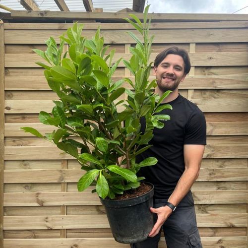 3-4ft (90-120cm) Potted Cherry Laurel Hedge Plants (Multibuy Offers Available)