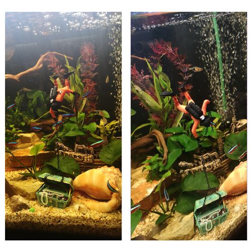 Treasure Chest Fish Tank