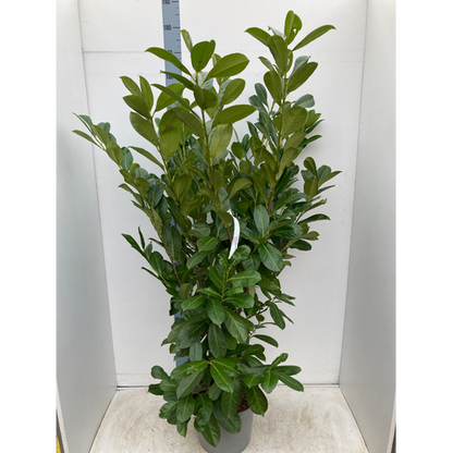 6ft Established Bushy Potted Cherry Laurel Hedge Plants 150-180cm.