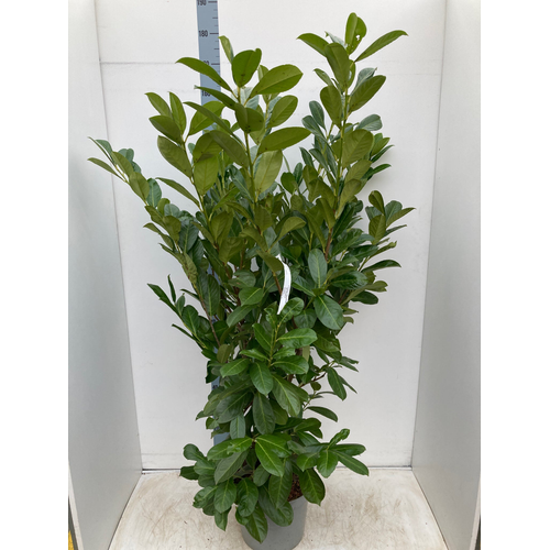 6ft Established Bushy Potted Cherry Laurel Hedge Plants 150-180cm.