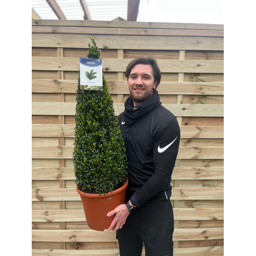 Buxus/Topiary Cone (Buxus Sempervirens)